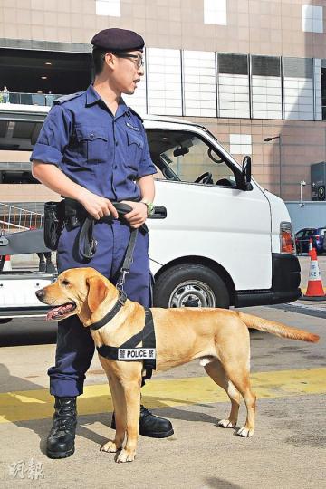 被遺棄的拉布拉多犬Barry(圖)被警方選中展開訓練,升級「靜態緝毒犬」,現伙拍領犬員梁偉文(後)出勤。(林俊源攝) 被遺棄的拉布拉多犬Barry(圖)被警方選中展開訓練,升級「靜態緝毒犬」,現伙拍領犬員梁偉文(後)出勤。(林俊源攝)