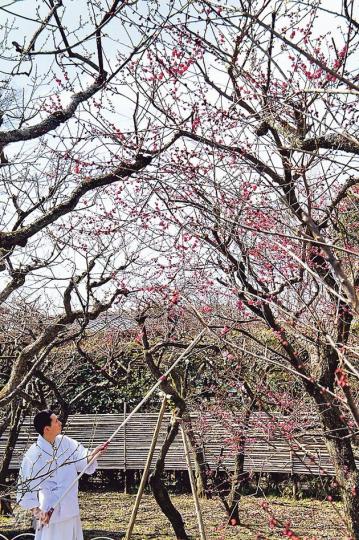 天氣太冷,園內只得兩三成梅花趕及綻放,無奈……(陳俊偉攝)雪櫃夠冷,迷你「梅花祭」(約$42)得以綻放,美妙……(陳俊偉攝) 天氣太冷,園內只得兩三成梅花趕及綻放,無奈……(陳俊偉攝)雪櫃夠冷,迷你「梅花祭」(約$42)得以綻放,美妙……(陳俊偉攝)