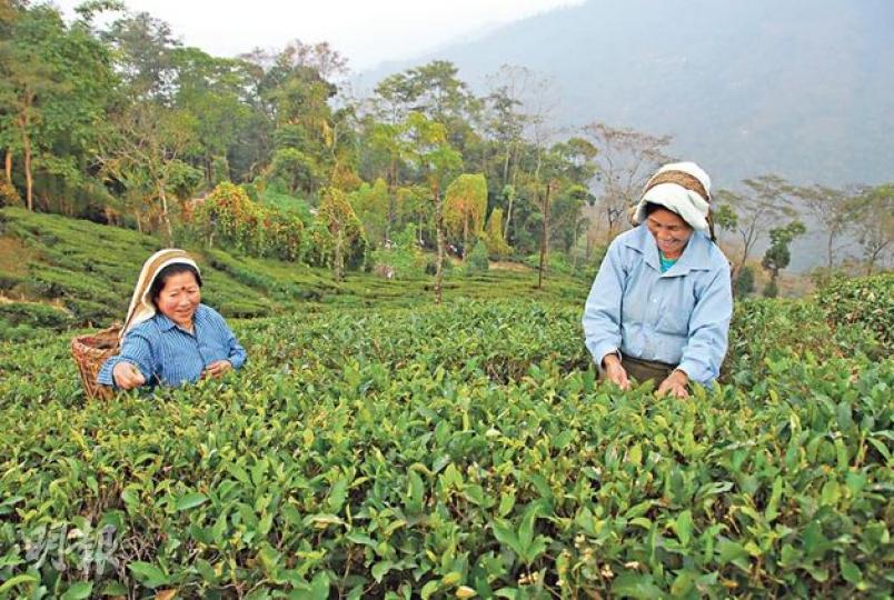 大吉嶺每年由三月到十一月，都能看到女工採茶。（郭瑋瑋攝）我們遇到的採茶女工相當友善開朗，示範採茶時自己也笑彎了腰。（郭瑋瑋攝）在纜車上，能俯瞰採茶工人在茶園裏穿梭。（郭瑋瑋攝）Makaibari茶園的茶葉不止是有機公平貿易產品，而且味道甘香，值得大量蒐購（每100克350盧比，約50港元起）。（郭瑋瑋攝）Makaibari的女工，正把貴價茶葉裏的茶枝逐一挑走。（郭瑋瑋攝）在Sunset Lounge的tea tasting（2人400盧比，約57港元），特地用酒杯裝茶。（郭瑋瑋攝）Tukvar茶