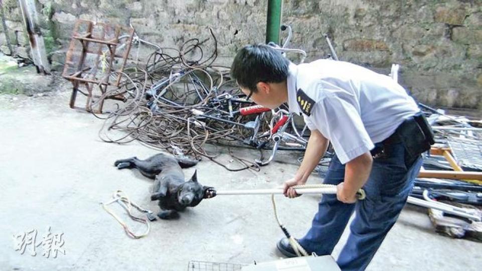 將軍澳馬游塘村發現3隻疑中毒死的流浪狗後，一隻黑毛流浪狗走入村內一間村屋範圍，腳軟及全身發抖，屋主通知愛護動物協會。職員到場驗查後，發現該犬表面並無中毒迹象，遂將該犬帶走。（林智傑攝）馬游塘村有3隻流浪狗疑遭毒殺，圖為警方到場調查，把發出惡臭的狗屍用黑膠布遮蓋。（林智傑攝）