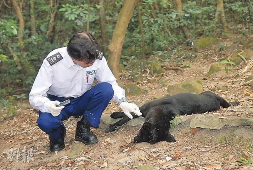 馬游塘村昨再有村民在山坡發現黑色唐狗屍體報警,調查人員初步發現狗屍口吐白沫,疑遭毒害,不排除與本周日揭發的連環毒狗事件有關。(鍾炳然攝) 馬游塘村昨再有村民在山坡發現黑色唐狗屍體報警,調查人員初步發現狗屍口吐白沫,疑遭毒害,不排除與本周日揭發的連環毒狗事件有關。(鍾炳然攝)