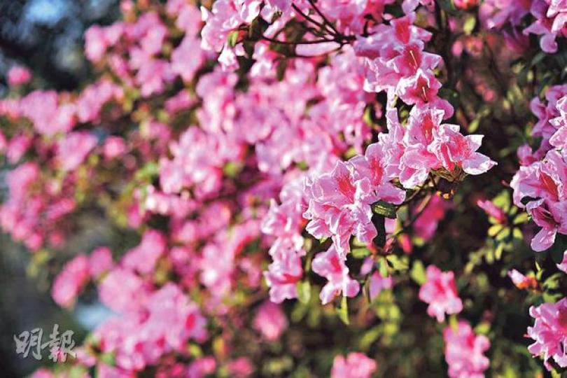 錦繡杜鵑(葉思雅攝)簕杜鵑(葉思雅攝)苞葉中的小花。(葉思雅攝)巴西野牡丹(葉思雅攝) 錦繡杜鵑(葉思雅攝)簕杜鵑(葉思雅攝)苞葉中的小花。(葉思雅攝)巴西野牡丹(葉思雅攝)