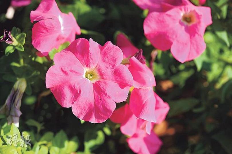 矮牽牛(葉思雅攝)洋鳳仙(葉思雅攝)花底有小「尾巴」。(葉思雅攝)三色菫(葉思雅攝)一串紅(葉思雅攝) 矮牽牛(葉思雅攝)洋鳳仙(葉思雅攝)花底有小「尾巴」。(葉思雅攝)三色菫(葉思雅攝)一串紅(葉思雅攝)