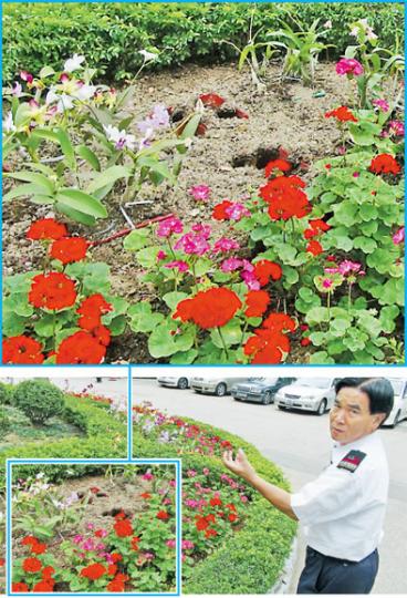 荔枝角公園保安昨晨發現花圃10株石斛蘭被盜,疑採花賊將之連根拔起,至花圃留下多個洞。(林智傑攝)採花賊在荔枝角公園盜取今屆花卉展的主題花石斛蘭,圖中全為公園內未被偷去的石斛蘭。(林智傑攝) 荔枝角公園保安昨晨發現花圃10株石斛蘭被盜,疑採花賊將之連根拔起,至花圃留下多個洞。(林智傑攝)採花賊在荔枝角公園盜取今屆花卉展的主題花石斛蘭,圖中全為公園內未被偷去的石斛蘭。(林智傑攝)