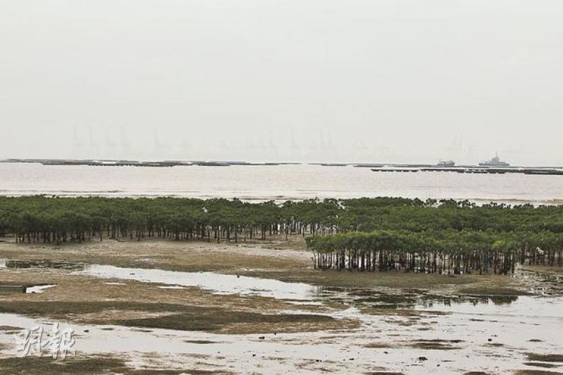 政府研究在大嶼山北欣澳和小蠔灣等填海區，不用傳統方式建海堤，改為引入生態海岸線，即填海後在海岸線栽種紅樹林，「重建」及改善填海後生態環境。圖為白泥的天然生態海岸線。（李澤彤攝）