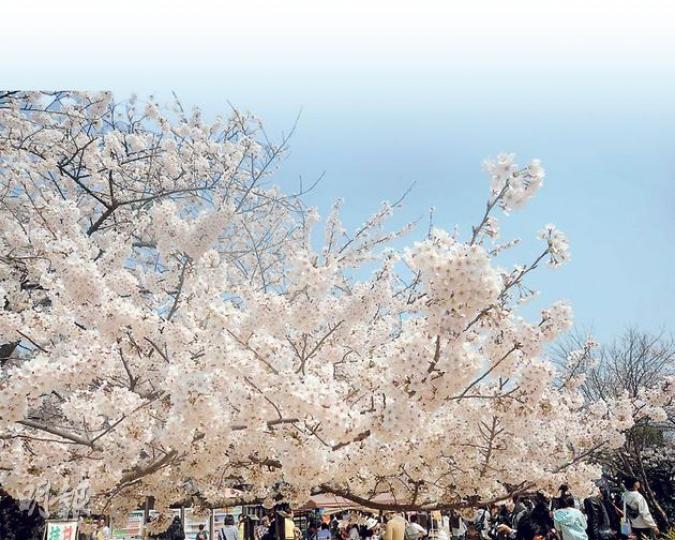 松山春祭遇上櫻花怒放,令人目不暇給。(水京攝)穿上盛裝和服的女眷。(水京攝)百多年前的和式校服就是這模樣。(水京攝)扮演大名者最舒服,全程從頭坐到尾。(水京攝)每一屆的公主都由藝能界女星來扮演,沿途不停揮手。圖為南明奈。(水京攝)登松山城可坐這種吊椅。(水京攝)松山城的庭園是賞櫻名所,據日本氣象預測,今年開花特別早,約在3月25日「滿開」。(水京攝)松山城在櫻花的襯托下更具意境。(水京攝)江戶時代洋風漸行,洋裝少女也加入大名行列。(水京攝)巡遊者都是志願人士,難得地頗有隊形。(水京攝)香脆的「東 松山春祭遇上櫻花怒放,令人目不暇給。(水京攝)穿上盛裝和服的女眷。(水京攝)百多年前的和式校服就是這模樣。(水京攝)扮演大名者最舒服,全程從頭坐到尾。(水京攝)每一屆的公主都由藝能界女星來扮演,沿途不停揮手。圖為南明奈。(水京攝)登松山城可坐這種吊椅。(水京攝)松山城的庭園是賞櫻名所,據日本氣象預測,今年開花特別早,約在3月25日「滿開」。(水京攝)松山城在櫻花的襯托下更具意境。(水京攝)江戶時代洋風漸行,洋裝少女也加入大名行列。(水京攝)巡遊者都是志願人士,難得地頗有隊形。(水京攝)香脆的「東
