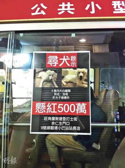 有商人在太子道遺失一隻5個月大的西藏雪獒，在小巴車身貼出懸紅500萬元尋犬的啟事。小巴站長稱，狗主以1800萬元購入該雪獒。（邱雅錡攝）