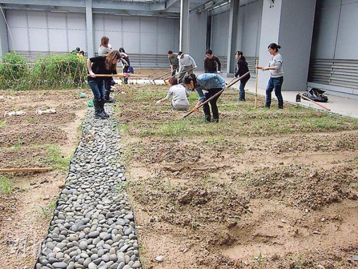 銅鑼灣希慎廣場將38樓天台闢做都市農圃,畀集團同租戶員工種植各種有機農作物,每幅田之間鋪咗石春,有疏水作用。(馬耀森攝) 銅鑼灣希慎廣場將38樓天台闢做都市農圃,畀集團同租戶員工種植各種有機農作物,每幅田之間鋪咗石春,有疏水作用。(馬耀森攝)