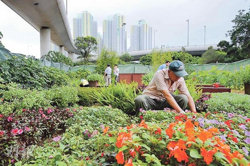 位處彩虹交通交匯處一角的「心靈綠洲」花園,種滿60多種植物,色香俱備,園藝治療助理會透過邀請患有認知障礙症(腦退化症,俗稱老人癡呆)或抑鬱症的人士參與種植或賞花,了解他們的問題與煩惱,從而介入輔導,改善他們的情况。(葉家豪攝)(明報製圖) 位處彩虹交通交匯處一角的「心靈綠洲」花園,種滿60多種植物,色香俱備,園藝治療助理會透過邀請患有認知障礙症(腦退化症,俗稱老人癡呆)或抑鬱症的人士參與種植或賞花,了解他們的問題與煩惱,從而介入輔導,改善他們的情况。(葉家豪攝)(明報製圖)