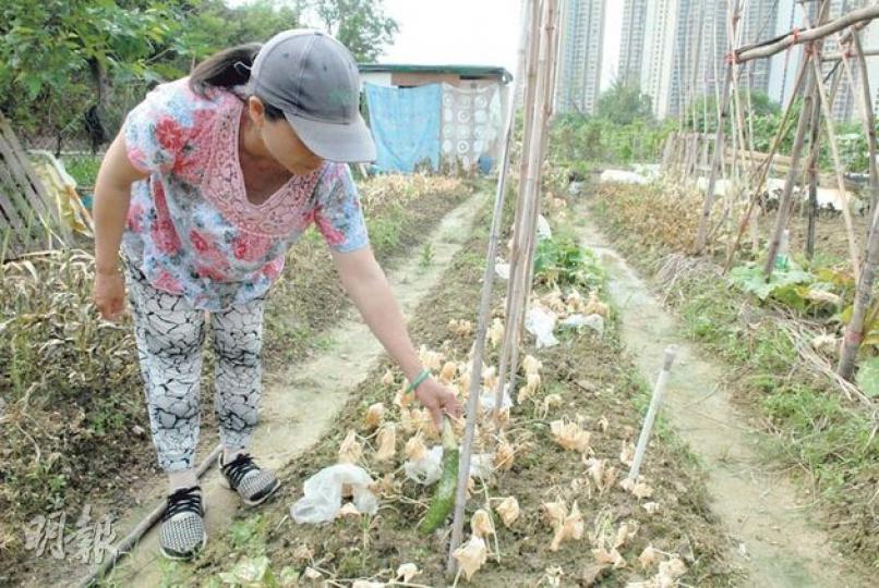 事主霞姐指出，「慘遭毒手」的瓜菜已不能再食用，而農地則估計要等一個月後，雨水方能將毒藥冲刷淨盡。（伍浦鋒攝）