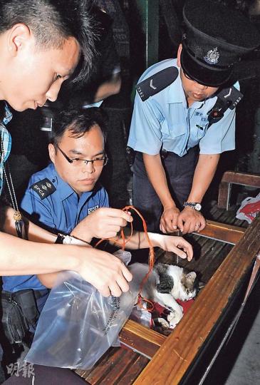 警方接報到場時，貓兒已窒息氣絕吐舌身亡，頸上纏繩。愛護動物協會職員到場檢走貓屍，交獸醫檢查。（蔡方山攝）警員拘捕虐貓醉漢時，醉漢奮力掙扎並胡言亂語，被綁上擔架牀送院檢查。（蔡方山攝）
