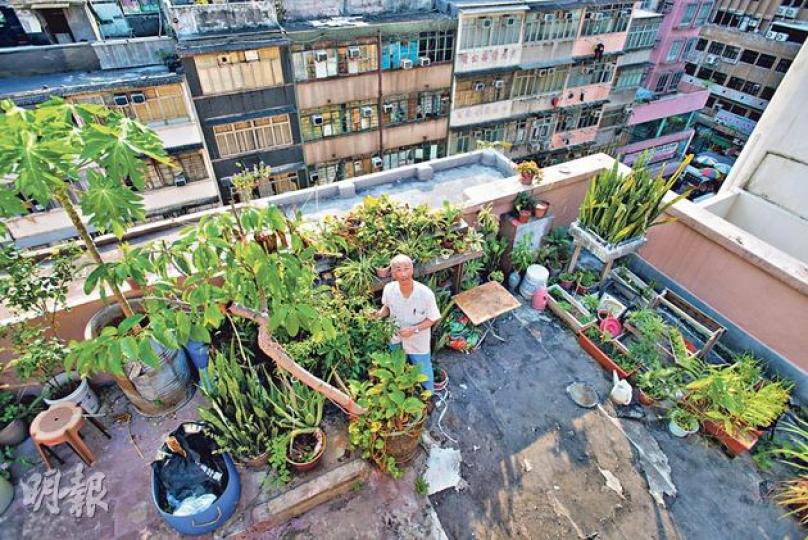 妹叔的綠色小天地。(黃志東攝)妹叔-種植年資:逾50年。職業:半退休人士,間中處理家族事務。種植心得:照顧植物要有恒心,不能有心情先做。最愛植物:蘭花(黃志東攝)文蘭-妹叔愛其姿態優雅,白色小花,清麗脫俗。(黃志東攝)長春花-四季有花,生長快,粗生。(黃志東攝)風雨蘭-妹叔稱,風雨蘭在風雨來臨前就會開花,「話都無咁準」。(黃志東攝)龍珠果-果熟後可吃,粗生,外形與百香果相像,是攀援草本植物。(黃志東攝)黃邊虎尾蘭-虎尾蘭有多種,葉片肥厚,具深綠色斑紋,有如老虎尾巴,故稱虎尾蘭,與蘭花一點關係也沒 妹叔的綠色小天地。(黃志東攝)妹叔-種植年資:逾50年。職業:半退休人士,間中處理家族事務。種植心得:照顧植物要有恒心,不能有心情先做。最愛植物:蘭花(黃志東攝)文蘭-妹叔愛其姿態優雅,白色小花,清麗脫俗。(黃志東攝)長春花-四季有花,生長快,粗生。(黃志東攝)風雨蘭-妹叔稱,風雨蘭在風雨來臨前就會開花,「話都無咁準」。(黃志東攝)龍珠果-果熟後可吃,粗生,外形與百香果相像,是攀援草本植物。(黃志東攝)黃邊虎尾蘭-虎尾蘭有多種,葉片肥厚,具深綠色斑紋,有如老虎尾巴,故稱虎尾蘭,與蘭花一點關係也沒