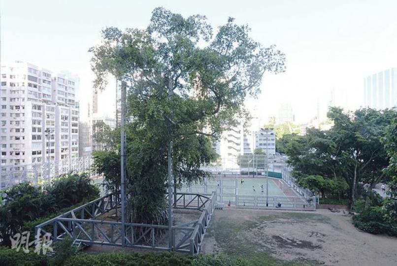 九龍公園內逾百歲的「樹王」細葉榕經多年搶救仍未見起色,最近發現大量落葉及蟲害,或逃不到被砍命運。(余俊亮攝) 九龍公園內逾百歲的「樹王」細葉榕經多年搶救仍未見起色,最近發現大量落葉及蟲害,或逃不到被砍命運。(余俊亮攝)