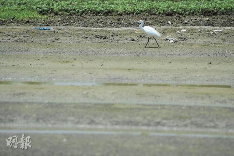 政府將塱原日後劃分為「生態公園」和一般農地,但鷺鳥在整個範圍隨處可見,是塱原常見的雀鳥。(盧翊銘攝) 政府將塱原日後劃分為「生態公園」和一般農地,但鷺鳥在整個範圍隨處可見,是塱原常見的雀鳥。(盧翊銘攝)