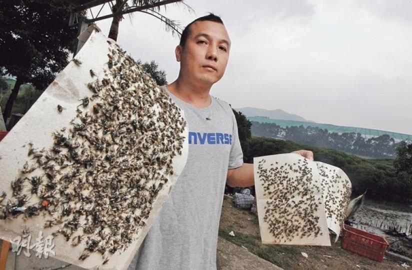 下白泥環境關注協會主席杜錫譽展示3張A4至A3大小、滿佈蒼蠅的蒼蠅貼,拍攝期間更有多隻蒼蠅繼續飛落蒼蠅貼上。他相信蒼蠅問題與毗鄰的屯門堆填區有關。(李澤彤攝)屯門良景邨街市過去一星期有大量蒼蠅入侵街市,商販苦不堪言。有魚檔掛起「蒼蠅貼」後,隨即黏滿蒼蠅。(蕭輝浩攝) 下白泥環境關注協會主席杜錫譽展示3張A4至A3大小、滿佈蒼蠅的蒼蠅貼,拍攝期間更有多隻蒼蠅繼續飛落蒼蠅貼上。他相信蒼蠅問題與毗鄰的屯門堆填區有關。(李澤彤攝)屯門良景邨街市過去一星期有大量蒼蠅入侵街市,商販苦不堪言。有魚檔掛起「蒼蠅貼」後,隨即黏滿蒼蠅。(蕭輝浩攝)
