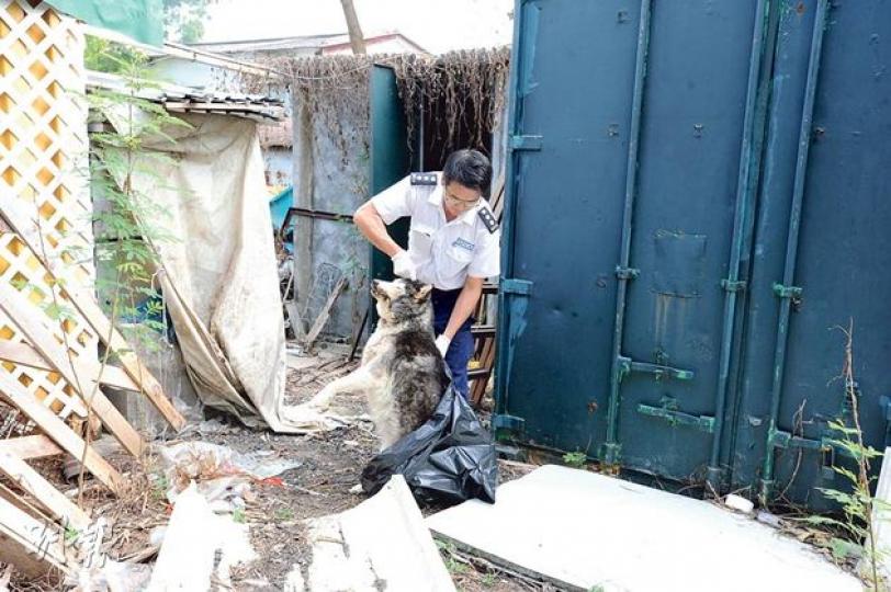 愛謢動物協會人員到場調查後,將狗屍檢走化驗。(衛永康攝) 愛謢動物協會人員到場調查後,將狗屍檢走化驗。(衛永康攝)