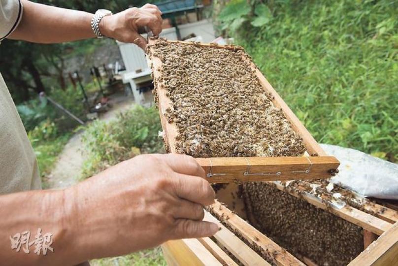 巢礎上層是蜂蜜、中層是花粉、下層是蜜蜂幼蟲生長的巢房(黃志東攝)胡蜂飛到蜂箱附近,不懷好意。(黃志東攝)巢蟲(小飛蛾的幼蟲)是中蜂蜂場常見蟲害,常見於九至十月,牠們會吸食蠟質,傷及蜜蜂幼蟲及蛹。解決方法是將受影響的蟲蛹割走,或將巢框取出,抖蜂,在太陽下曬數分鐘,逼巢蟲出來,並將之消滅。(黃志東攝)李師傅(左)、葉子林(右)(黃志東攝)天氣條件惡劣或蜜源不足時要適量餵糖,將韓國砂糖加熱煮成糖水,放在蜂箱中,一個蜂箱大既要1公斤砂糖。真正的蜂蜜理論上是從自然界的花粉花蜜而來,葉子林強調,餵糖後的首批 巢礎上層是蜂蜜、中層是花粉、下層是蜜蜂幼蟲生長的巢房(黃志東攝)胡蜂飛到蜂箱附近,不懷好意。(黃志東攝)巢蟲(小飛蛾的幼蟲)是中蜂蜂場常見蟲害,常見於九至十月,牠們會吸食蠟質,傷及蜜蜂幼蟲及蛹。解決方法是將受影響的蟲蛹割走,或將巢框取出,抖蜂,在太陽下曬數分鐘,逼巢蟲出來,並將之消滅。(黃志東攝)李師傅(左)、葉子林(右)(黃志東攝)天氣條件惡劣或蜜源不足時要適量餵糖,將韓國砂糖加熱煮成糖水,放在蜂箱中,一個蜂箱大既要1公斤砂糖。真正的蜂蜜理論上是從自然界的花粉花蜜而來,葉子林強調,餵糖後的首批
