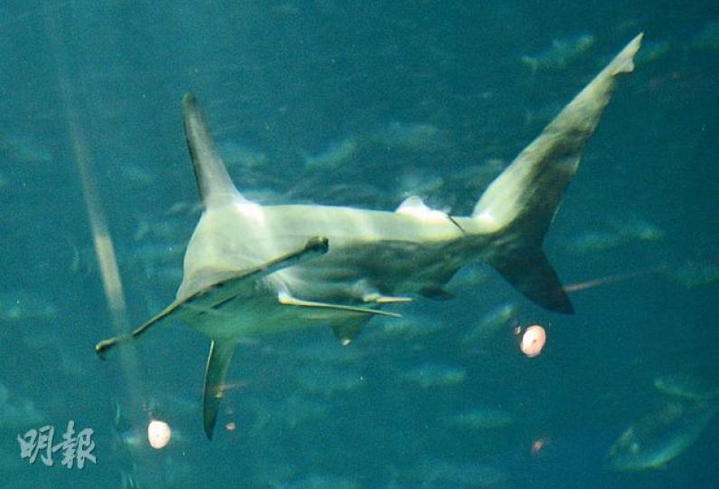 海洋公園「海洋奇觀」水族館昨仍可見有鎚頭鯊游弋，園方指牠們一切正常。（余俊亮攝）公務員麥先生（左）昨與妻子到海洋公園遊覽，對鎚頭鯊去世感可惜，又批評園方沒有公布藍鰭吞拿魚全部死亡，儼如「封閉王國」。 （余俊亮攝）