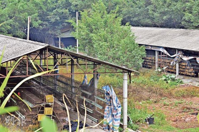 東莞市天實雞場佔地260畝，記者昨日隔着鐵絲網觀察其中一角，職員均沒穿任何保護衣物，而雞舍四周掛有膠布，其中遠方有兩個雞舍養殖大批活雞（右），但昨日所見未有完善的防雀網保護，若有患禽流感的野鳥飛入接觸雞，會增加傳疫風險。（明報記者攝）雞場職員稱雞場昨仍有雞銷往香港，出入雞場車輛都要駛過混入消毒劑的水坑。（明報記者攝）雞場職員（左）強調，雞場衛生要求嚴謹，稱昨日仍有活雞運往香港。記者所見，雞場內職員並沒有穿上任何保護衣物。（明報記者攝）