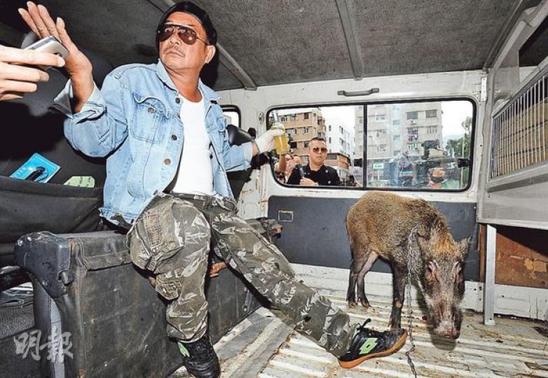警員到場調查期間,Uncle Bill與小野豬Tommy返回客貨車,一邊飲酒,一邊向到場記者講述人豬結緣經過。 (衛永康攝)漁護署人員帶備鐵籠到警署將野豬接走,但牠因受驚,在客貨車廂亂衝亂撞,其後更破窗跳出警署,於停車場亂竄,最後由獸醫注射麻醉藥,放入鐵籠帶走。(伍浦鋒攝) 警員到場調查期間,Uncle Bill與小野豬Tommy返回客貨車,一邊飲酒,一邊向到場記者講述人豬結緣經過。 (衛永康攝)漁護署人員帶備鐵籠到警署將野豬接走,但牠因受驚,在客貨車廂亂衝亂撞,其後更破窗跳出警署,於停車場亂竄,最後由獸醫注射麻醉藥,放入鐵籠帶走。(伍浦鋒攝)