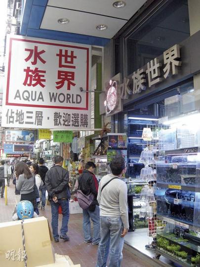 疑被偷去4條共值5600元「龍紋短鯛」的水族店位於旺角「金魚街」,佔地3層,龍紋短鯛則被放在位置比人還高的魚缸內。店員指該店野生龍紋短鯛「全場最貴」,由印尼入口,顧客每次通常最少都會買一對。(黃建邦攝) 疑被偷去4條共值5600元「龍紋短鯛」的水族店位於旺角「金魚街」,佔地3層,龍紋短鯛則被放在位置比人還高的魚缸內。店員指該店野生龍紋短鯛「全場最貴」,由印尼入口,顧客每次通常最少都會買一對。(黃建邦攝)