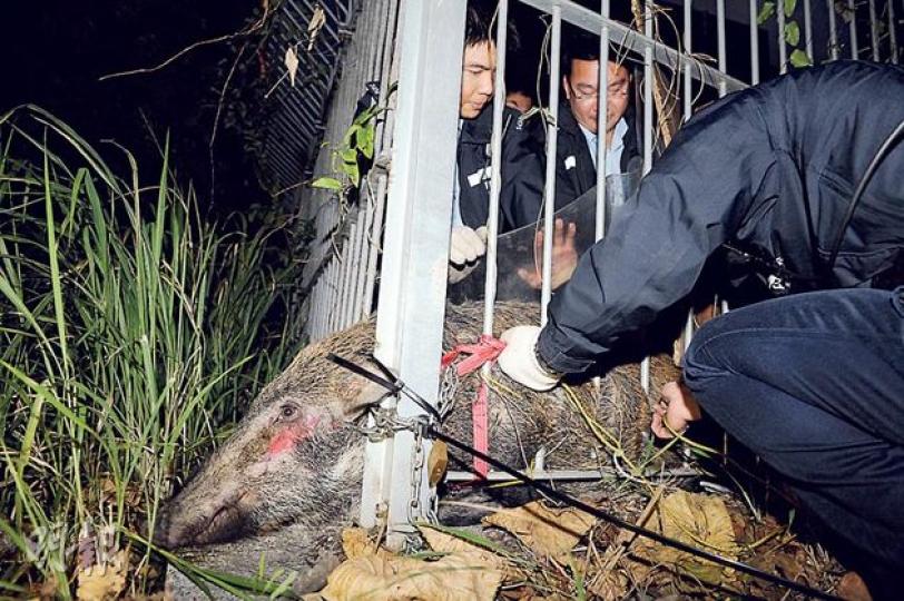野豬被困時不斷掙扎哀叫，更擦傷臉頰流血，為免野豬再掙扎受傷，警員用鐵鏈及索帶綁着牠，以便將牠救出。（蔡方山攝）