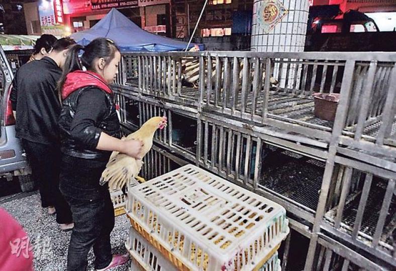 本報記者發現,康橋肉菜市場內只有一檔雞檔,檔內職員捉雞、宰雞時,都沒有戴手套及口罩,衛生情况令人擔憂。(李澤彤攝) 本報記者發現,康橋肉菜市場內只有一檔雞檔,檔內職員捉雞、宰雞時,都沒有戴手套及口罩,衛生情况令人擔憂。(李澤彤攝)