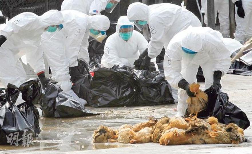 長沙灣家禽批發市場前日發現竹絲雞感染H7病毒，負責銷毁場內活雞的食環署及漁護署人員昨穿上保護衣及面罩，將家禽放入垃圾桶再注入二氧化碳，令家禽缺氧而死。雞屍給放入黑色垃圾膠袋，運往將軍澳堆填區。（李紹昌攝）（明報製圖）