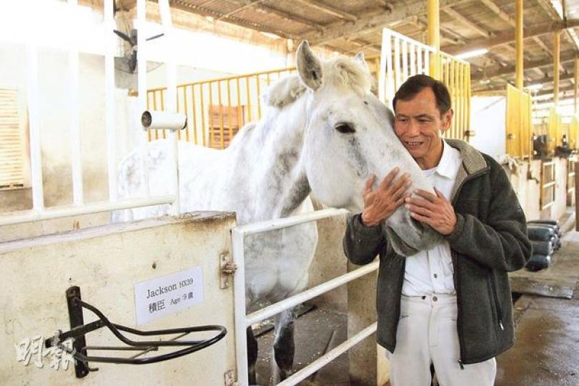 64歲的梁繼業在元朗大棠開設馬場，並從澳洲的自家馬場運來數匹較馴良的白馬，供騎術學習及出租拍攝，其中一匹是由他一手養大的Jackson（圖）。（林俊源攝）