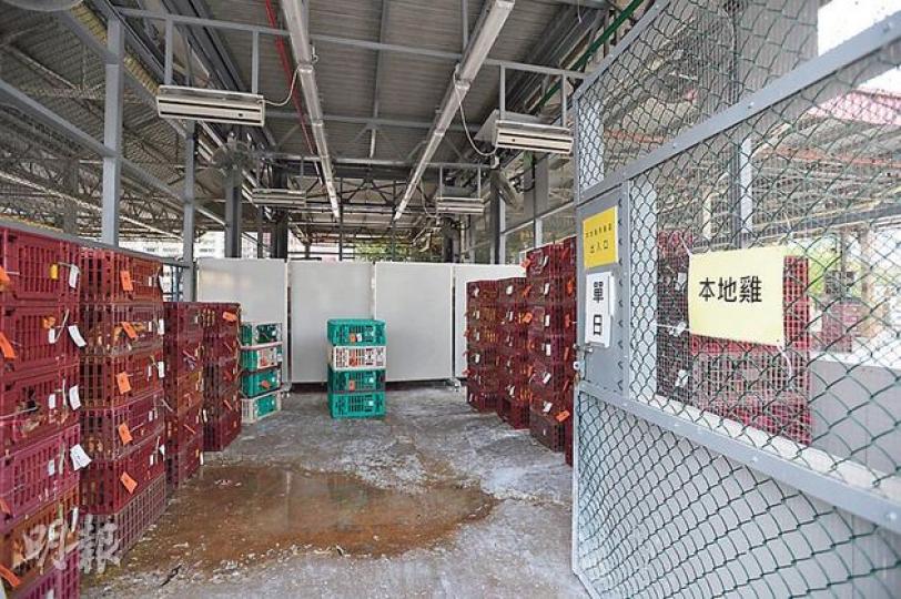 政府昨提出應急方案,內地雞先入長沙灣批發市場等待檢測結果,若驗出有病毒,本地雞不入批發市場,轉而直接從農場運至新設的中途檢查站,然後分銷。圖為批發市場內的本地雞欄。 (鄧宗弘攝) 政府昨提出應急方案,內地雞先入長沙灣批發市場等待檢測結果,若驗出有病毒,本地雞不入批發市場,轉而直接從農場運至新設的中途檢查站,然後分銷。圖為批發市場內的本地雞欄。 (鄧宗弘攝)