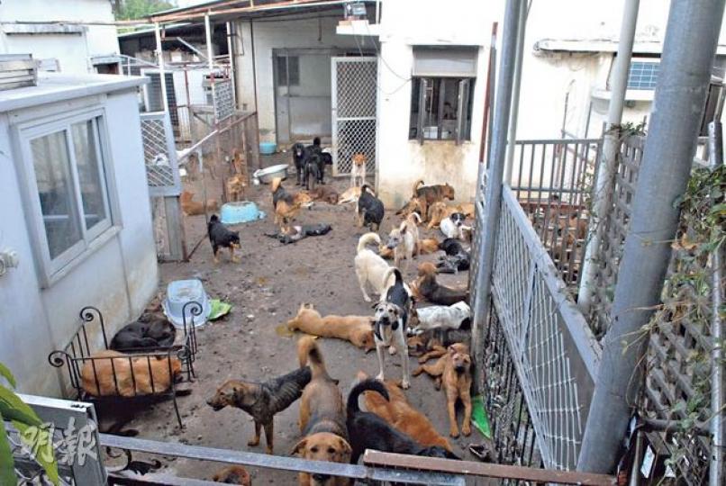 八鄉吳家村一所村屋飼養了約100隻唐狗,多隻唐狗倒臥地上,部分更被同類噬咬。(伍浦鋒攝)戶主李×嫦(左一),事後被警方以涉嫌虐待動物拘捕。(伍浦鋒攝)村屋花園極為骯髒,糞迹堆疊至有如地氈般厚,記者更目睹有唐狗噬咬已發黑的狗屍,場面恐怖。(伍浦鋒攝) 八鄉吳家村一所村屋飼養了約100隻唐狗,多隻唐狗倒臥地上,部分更被同類噬咬。(伍浦鋒攝)戶主李×嫦(左一),事後被警方以涉嫌虐待動物拘捕。(伍浦鋒攝)村屋花園極為骯髒,糞迹堆疊至有如地氈般厚,記者更目睹有唐狗噬咬已發黑的狗屍,場面恐怖。(伍浦鋒攝)