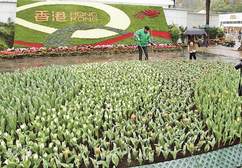 維園花卉展主辦單位康文署指出,每年花展以鬱金香最受「龍友」歡迎,今年新增一個54平方米、有3000株鬱金香的花圃專區(圖),滿足市民需求。(郭慶輝攝) 今年花卉展的主題花為家樂花(圖),又稱長壽花,此花容易種植,有6種顏色。(郭慶輝攝) 近天后興發街的維園入口處,有一個以鮮花砌成的巨型相框,供市民拍照。(郭慶輝攝) (明報製圖) 維園花卉展主辦單位康文署指出,每年花展以鬱金香最受「龍友」歡迎,今年新增一個54平方米、有3000株鬱金香的花圃專區(圖),滿足市民需求。(郭慶輝攝) 今年花卉展的主題花為家樂花(圖),又稱長壽花,此花容易種植,有6種顏色。(郭慶輝攝) 近天后興發街的維園入口處,有一個以鮮花砌成的巨型相框,供市民拍照。(郭慶輝攝) (明報製圖)