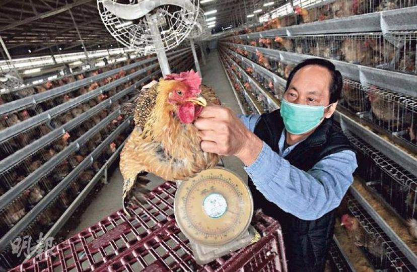 雞場員工彭先生拿出一隻重6斤的超齡「大雞」，說「大雞」零售價太高賣不出，而大雞滯銷，佔去農場不少空間。（李澤彤攝）