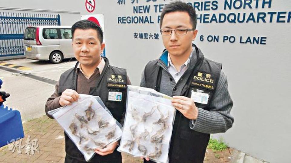 騙徒訛稱「金邊蛤蚧」價值過千元，有治療糖尿病功效，但實際價值只值數十元，僅有助止咳化痰。（林智傑攝）