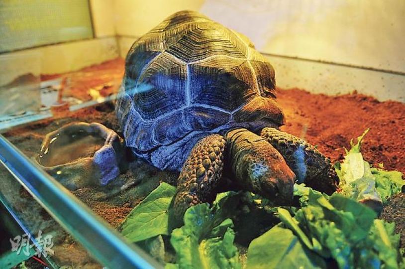 在通菜街一些水族店，昨仍可見有亞達伯拉象龜出售。圖中「底甲」約20厘米長的亞達伯拉象龜，標價6.8萬元。（丁灝嵐攝）