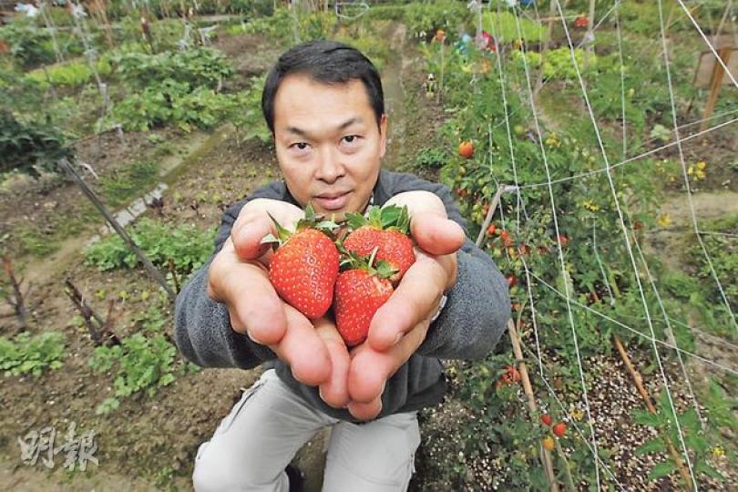 位於元朗的「有機薈」有機農莊，向市民出租農地，令大家親嘗務農滋味。農莊負責人鄭偉文稱，貴租逼人，農莊亦推出種植比賽、講座和燒烤等活動提高利潤。圖為農莊出產的有機士多啤梨。（李紹昌攝）