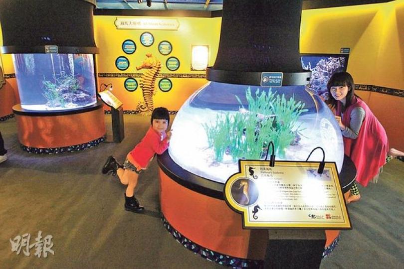 海洋探知館屬於限定展覽,展出的部分海馬被世界自然保護聯盟(IUCN)列為易危物種,十分珍貴。(林俊源攝)爸媽可跟小朋友走進北極天地的幕後,與斑海豹打招呼。(林俊源攝)訓練員會準備一些玩具,包括特製盒子和籃球,給愛玩的斑海豹。(林俊源攝) 海洋探知館屬於限定展覽,展出的部分海馬被世界自然保護聯盟(IUCN)列為易危物種,十分珍貴。(林俊源攝)爸媽可跟小朋友走進北極天地的幕後,與斑海豹打招呼。(林俊源攝)訓練員會準備一些玩具,包括特製盒子和籃球,給愛玩的斑海豹。(林俊源攝)