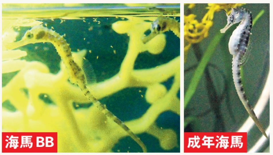 成年大肚海馬(右圖)平均長18厘米,生長至約8.7厘米時可交配繁殖。海洋公園的大肚海馬由澳洲進口,今次誕下10隻大肚海馬BB(左圖),存活率100%,BB身長約1厘米,暫養在特別的環形水流內,海洋公園「親親動物月」展期後會遷往「海洋奇觀」水族館展出。(林俊源攝)3月12日在海洋公園出生的短吻海龍BB有17隻,其中15隻存活,平均身長約1至1.5厘米,其海龍爸爸媽媽來自葡萄牙。(林俊源攝) 成年大肚海馬(右圖)平均長18厘米,生長至約8.7厘米時可交配繁殖。海洋公園的大肚海馬由澳洲進口,今次誕下10隻大肚海馬BB(左圖),存活率100%,BB身長約1厘米,暫養在特別的環形水流內,海洋公園「親親動物月」展期後會遷往「海洋奇觀」水族館展出。(林俊源攝)3月12日在海洋公園出生的短吻海龍BB有17隻,其中15隻存活,平均身長約1至1.5厘米,其海龍爸爸媽媽來自葡萄牙。(林俊源攝)