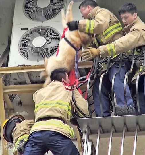 患有眼疾雌性秋田犬Dolly在九龍塘又一村主人寓所意外墮樓，「吊吊揈」被困夾在2樓冷氣機與外牆之間，消防員合4人之力將牠救回安全位置。 （林智傑攝）消防人員動用雲梯，協助拯救「吊吊揈」掛在約2樓高位置的秋田犬Dolly。（林智傑攝）