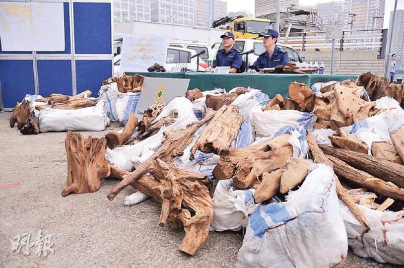海關在走私漁船上搜獲27袋沉香木,全部未經雕琢,海關指沉香木具藥用及雕塑成藝術品的功用,內地黑市價可高達每公斤6000元。(楊德銘攝)海關潛水隊蛙人昨從破爛漁船打撈起跌落海中的走私貨物。(楊德銘攝) 海關在走私漁船上搜獲27袋沉香木,全部未經雕琢,海關指沉香木具藥用及雕塑成藝術品的功用,內地黑市價可高達每公斤6000元。(楊德銘攝)海關潛水隊蛙人昨從破爛漁船打撈起跌落海中的走私貨物。(楊德銘攝)