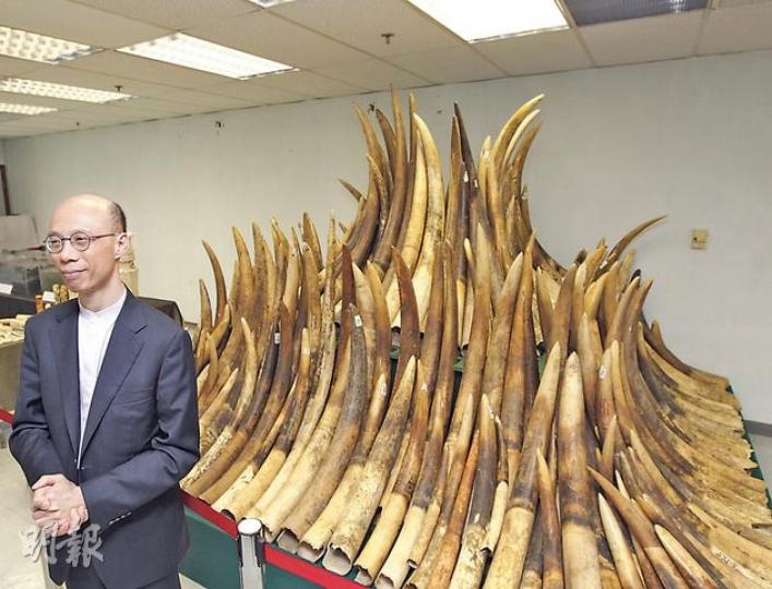 漁農自然護理署昨舉行銷毁充公象牙行動的啟動禮，環境局長黃錦星（圖）出席，以示政府打擊非法象牙貿易的決心。圖中為小部分會保留作教育用途的象牙。（李紹昌攝） 為防被銷毁的象牙有剩餘的商業價值，政府決定以焚化方式處理充公象牙，將之燒成灰燼（圖），再運往堆填區棄置。（李紹昌攝）
