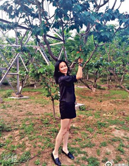 劉嘉玲穿短裙在摘果子，粉絲大讚表現自然美。（微博圖片）