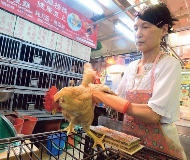 今年端午節將獨市賣本地活雞,九龍城街市雞檔檔主玲姐(圖)說,昨日雞價未見上升,零售仍維持每斤65元,已有10多名顧客訂雞,料今日雞價會開始升,她說若加太多會令客人轉買冰鮮雞。(劉焌陶攝) 今年端午節將獨市賣本地活雞,九龍城街市雞檔檔主玲姐(圖)說,昨日雞價未見上升,零售仍維持每斤65元,已有10多名顧客訂雞,料今日雞價會開始升,她說若加太多會令客人轉買冰鮮雞。(劉焌陶攝)