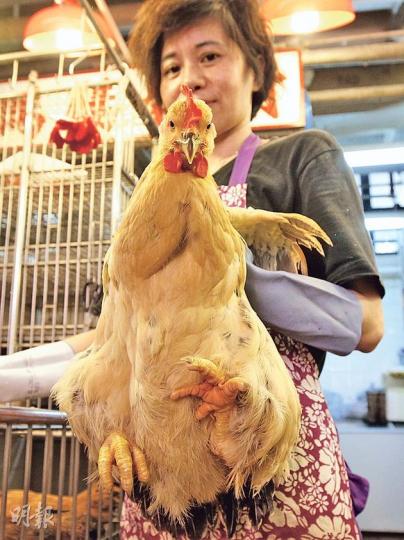 每逢節慶都是活雞銷售旺季,今年端午只有本地活雞供應,雞販曾聲稱雞價會高企,但昨日雞價未見急升。(李紹昌攝) 每逢節慶都是活雞銷售旺季,今年端午只有本地活雞供應,雞販曾聲稱雞價會高企,但昨日雞價未見急升。(李紹昌攝)