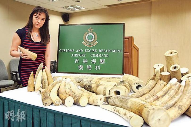 海關在機場檢獲790公斤象牙,發起「罷買血象牙運動」的郭秀雲(圖)獲悉後立即趕到海關記者會現場了解詳情。(伍浦鋒攝) 海關在機場檢獲790公斤象牙,發起「罷買血象牙運動」的郭秀雲(圖)獲悉後立即趕到海關記者會現場了解詳情。(伍浦鋒攝)