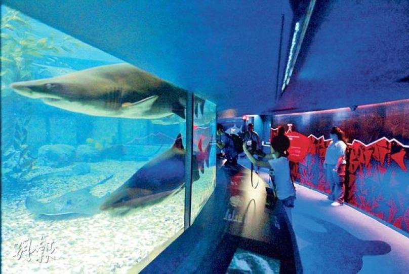 新鯊魚館將繼續採用360度圓形走廊設計,讓市民近距離觀賞鯊魚泳姿,圖中所見的2條為遠道由南非來的錐齒鯊,全館共有5條。(郭慶輝攝) 1980年代末抵港的一對啡護士鯊(圖右前方是其中一條),是新鯊魚館內年紀最大鯊魚,相信參觀過舊海洋館的市民對牠們有印象。(郭慶輝攝) 大部分鯊魚品種毋須睡覺,更要不斷游泳來維持生命,但圖中所見的白鰭鯊是例外。牠們習慣白天睡覺、晚上活動,不游泳也能呼吸,市民經過新鯊魚館最底層時,將看見牠們伏於石頭上睡懶覺。(郭慶輝攝) 海洋公園新鯊魚館新增互動遊戲及電子教育展板,市民 新鯊魚館將繼續採用360度圓形走廊設計,讓市民近距離觀賞鯊魚泳姿,圖中所見的2條為遠道由南非來的錐齒鯊,全館共有5條。(郭慶輝攝) 1980年代末抵港的一對啡護士鯊(圖右前方是其中一條),是新鯊魚館內年紀最大鯊魚,相信參觀過舊海洋館的市民對牠們有印象。(郭慶輝攝) 大部分鯊魚品種毋須睡覺,更要不斷游泳來維持生命,但圖中所見的白鰭鯊是例外。牠們習慣白天睡覺、晚上活動,不游泳也能呼吸,市民經過新鯊魚館最底層時,將看見牠們伏於石頭上睡懶覺。(郭慶輝攝) 海洋公園新鯊魚館新增互動遊戲及電子教育展板,市民