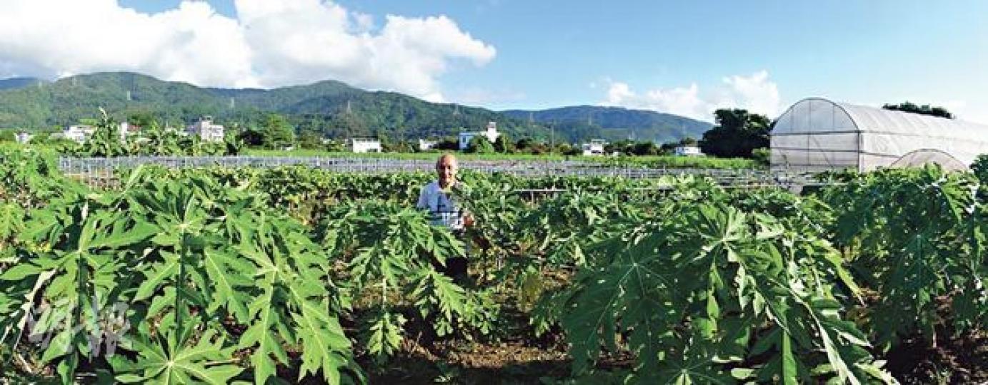 (李佩雯攝)倪伯種的番石榴又大又香甜,每個也要包袋,以防雀鳥偷食。(李佩雯攝)西瓜怕濕,倪伯用麻繩將它們吊起來種,「不用尼龍繩,因麻繩跌落泥土可分解」。種瓜要三個月才有收成,所以瓜附近的泥土種了菜,一個月可採收,亦會同時種葱和香草,味道可減少蟲害。(李佩雯攝)倪伯每天午覺醒來都要喝功夫茶。(李佩雯攝)田間紀錄(李佩雯攝)阿手種的粟米筍。(陳淑安攝)(李佩雯攝)即摘即吃新鮮西瓜,味道很甜。(陳淑安攝)農場設有簡單煮食用具。(陳淑安攝)看着農作物長大到收成,是農夫滿足感來源。(陳淑安攝)(陳淑安攝) (李佩雯攝)倪伯種的番石榴又大又香甜,每個也要包袋,以防雀鳥偷食。(李佩雯攝)西瓜怕濕,倪伯用麻繩將它們吊起來種,「不用尼龍繩,因麻繩跌落泥土可分解」。種瓜要三個月才有收成,所以瓜附近的泥土種了菜,一個月可採收,亦會同時種葱和香草,味道可減少蟲害。(李佩雯攝)倪伯每天午覺醒來都要喝功夫茶。(李佩雯攝)田間紀錄(李佩雯攝)阿手種的粟米筍。(陳淑安攝)(李佩雯攝)即摘即吃新鮮西瓜,味道很甜。(陳淑安攝)農場設有簡單煮食用具。(陳淑安攝)看着農作物長大到收成,是農夫滿足感來源。(陳淑安攝)(陳淑安攝)