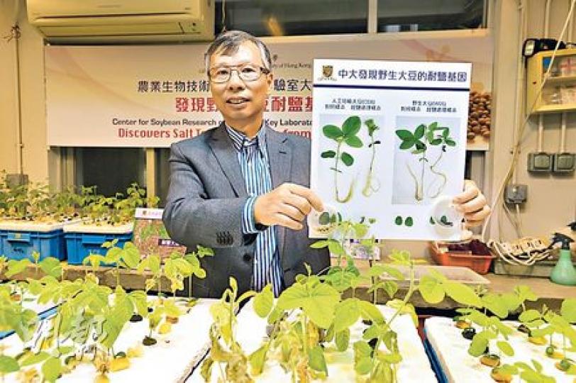 中大生命科學學院教授林漢明(圖)率研究團隊花10年時間,發現大豆的耐鹽基因,可望緩解農耕地鹽漬化的問題。圖中教授所持的4棵植物圖片,右一具耐鹽基因大豆植物能在鹽分高的環境下茁壯生長,左二為無耐鹽基因的大豆植物在同一環境下不能正常生長。(鄧宗弘攝) 中大生命科學學院教授林漢明(圖)率研究團隊花10年時間,發現大豆的耐鹽基因,可望緩解農耕地鹽漬化的問題。圖中教授所持的4棵植物圖片,右一具耐鹽基因大豆植物能在鹽分高的環境下茁壯生長,左二為無耐鹽基因的大豆植物在同一環境下不能正常生長。(鄧宗弘攝)
