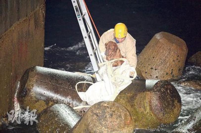 唐狗被困在離地3米防波堤下的石墩(箭嘴示),消防員帶備長梯到場拯救。(蔡方山攝)
唐狗被困在離地3米防波堤下的石墩(箭嘴示),消防員帶備長梯到場拯救。(蔡方山攝)