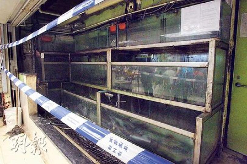 泉記金喜來飯店的魚缸發現霍亂弧菌,事後被食環處圍封。(林俊源攝)貼有「泉記金喜來飯店」海報及用泉記餐牌的鄰舖繼營業,六成座位滿。(林俊源攝) 泉記金喜來飯店的魚缸發現霍亂弧菌,事後被食環處圍封。(林俊源攝)貼有「泉記金喜來飯店」海報及用泉記餐牌的鄰舖繼營業,六成座位滿。(林俊源攝)